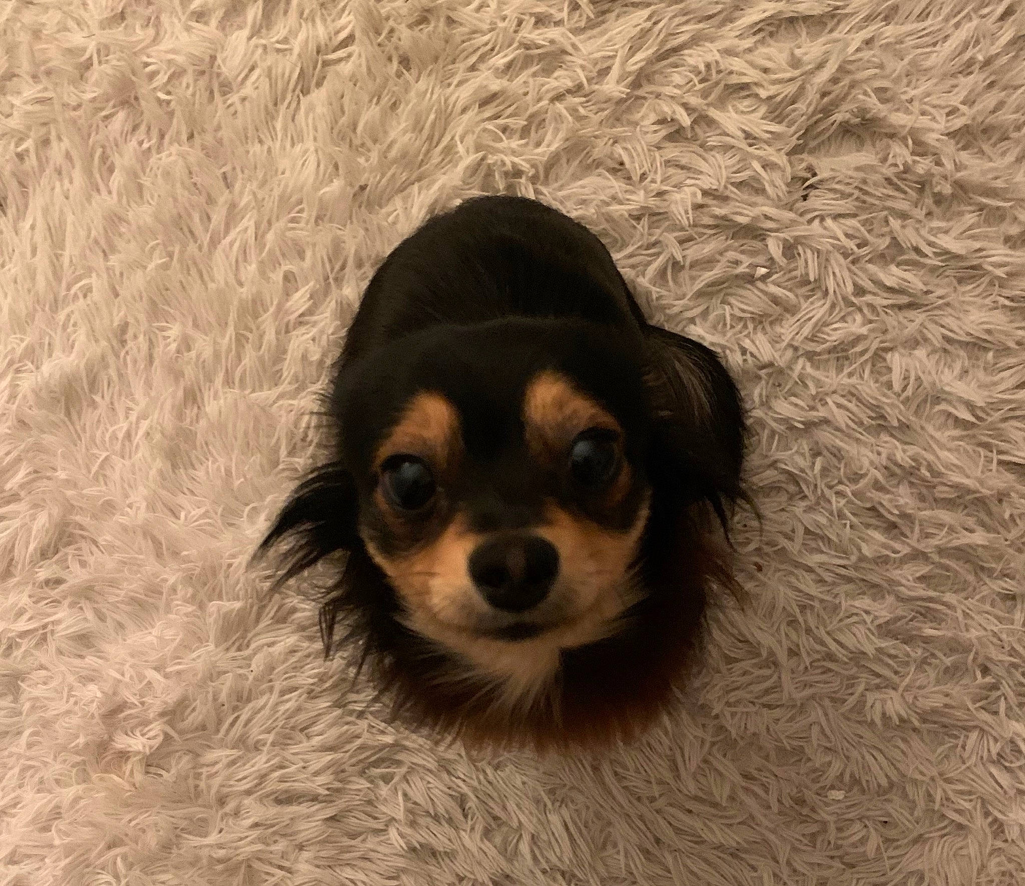 Baby Toya is registered to the contest to win money with this photo: canidae, carnivore, companion_dog, dog, dog_breed, eye, eyewear, fawn, glasses, goggles, head, liver, snout, sporting_group, sunglasses, terrestrial_animal, toy_dog, whiskers, wood, working_animal