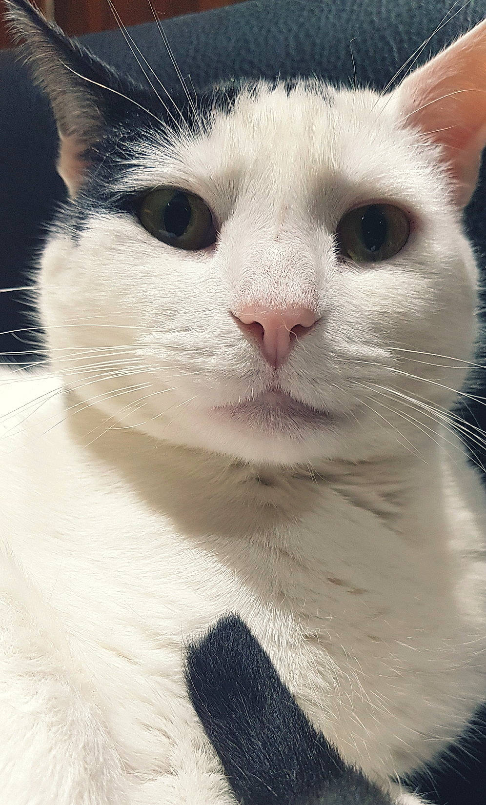 Colin joined the competition — help win amazing prizes! aegean_cat, american_wirehair, carnivore, cat, domestic_short_haired_cat, eye, felidae, japanese_bobtail, javanese, khao_manee, mammal, nose, person, small_to_medium_sized_cats, snout, turkish_angora, vertebrate, whiskers