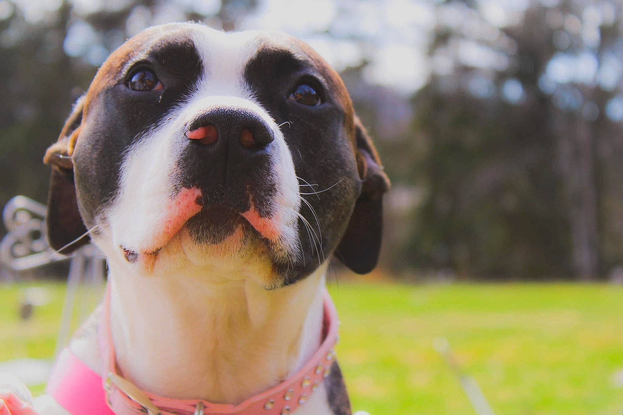 Skylar is registered to the contest to win money with this photo: ancient_dog_breeds, carnivore, collar, companion_dog, dog, dog_breed, dog_collar, fawn, fur, giant_dog_breed, grass, guard_dog, happy, molosser, plant, snout, sporting_group, whiskers, working_animal, working_dog