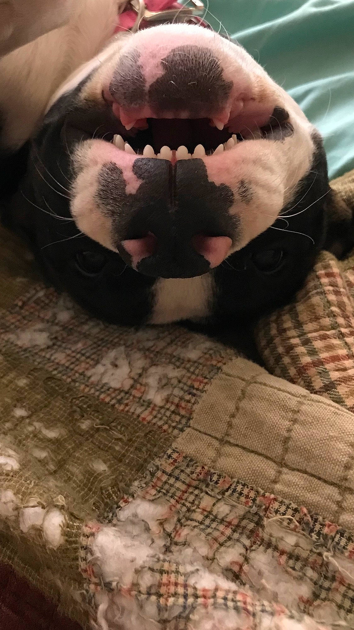 Skylar joined the competition — help win amazing prizes! beard, black, chest, comfort, dog_breed, eye, facial_hair, fawn, flooring, foot, happy, head, jaw, leg, moustache, pattern, snout, sunglasses, whiskers, wood