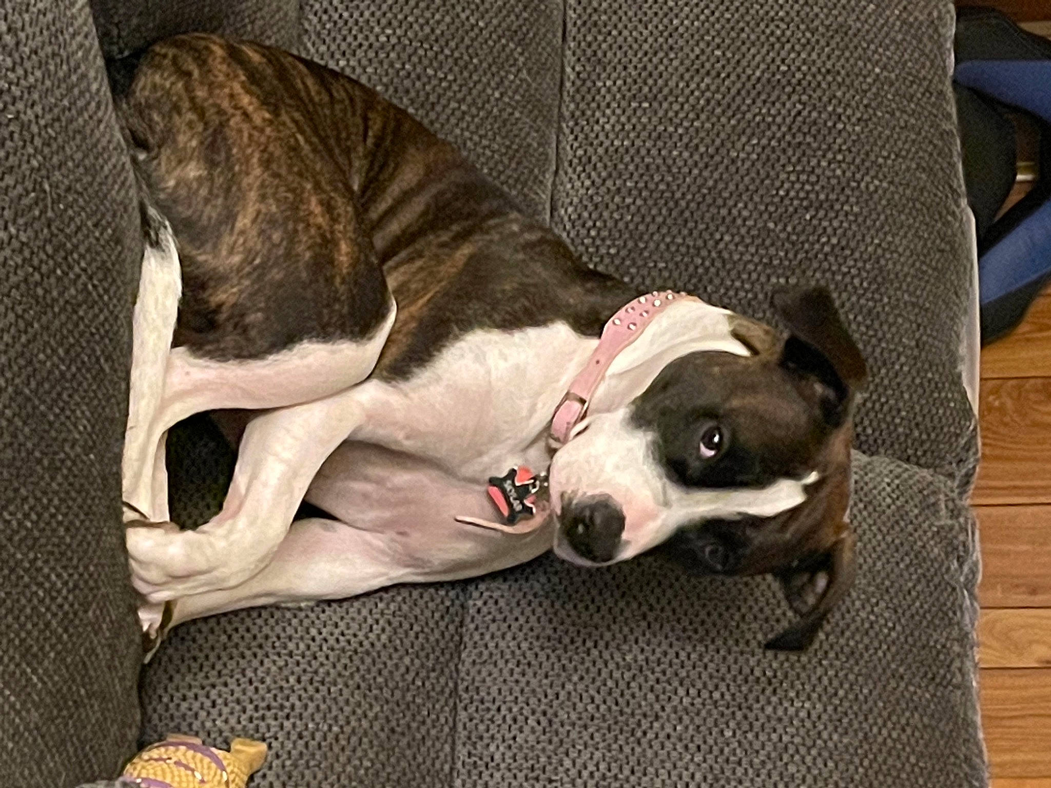 Skylar joined the competition — help win amazing prizes! canidae, carnivore, collar, comfort, companion_dog, dog, dog_breed, dog_collar, dog_supply, fawn, grey, magyar_agar, pet_supply, rampur_greyhound, sighthound, snout, sporting_group, terrestrial_animal, whiskers, working_animal