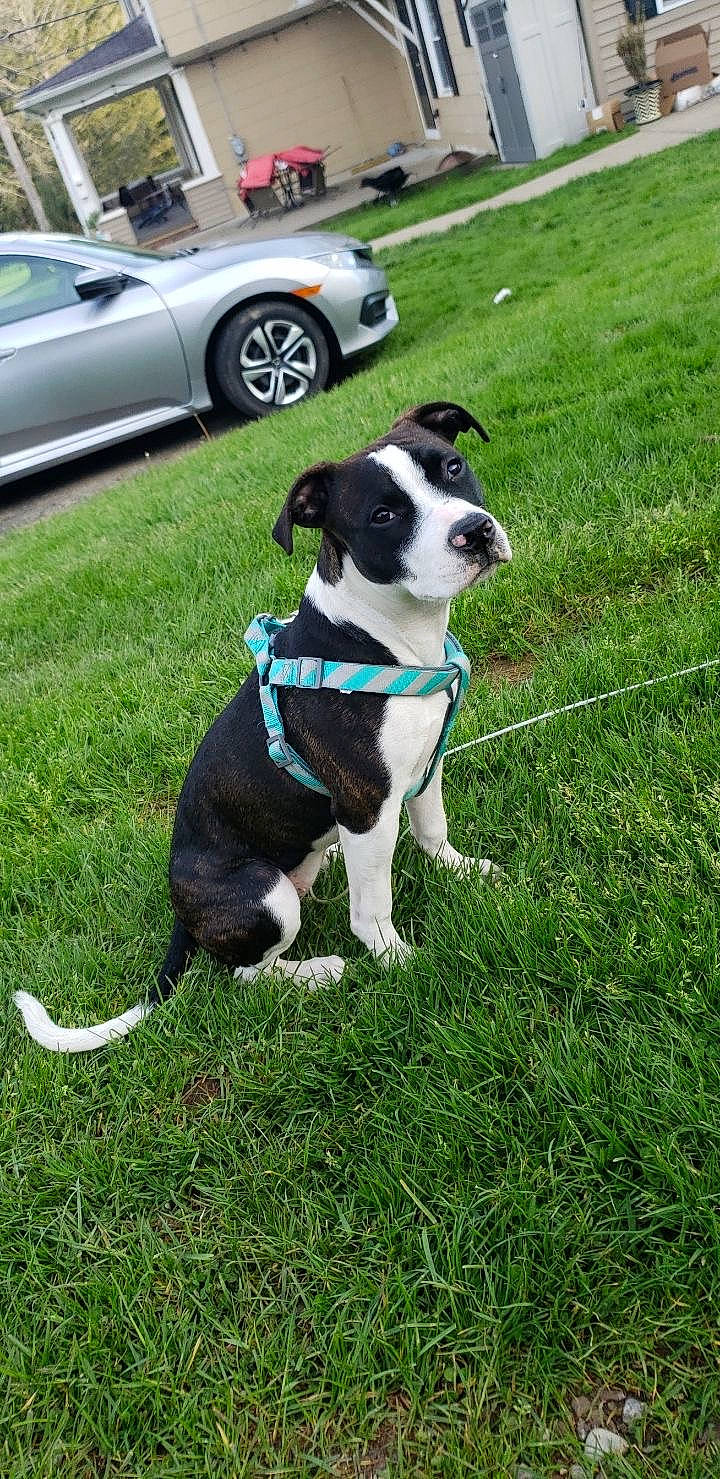 Skylar joined the competition — help win amazing prizes! automotive_tire, boston_terrier, car, carnivore, collar, companion_dog, dog, dog_breed, dog_collar, fawn, fender, grass, hood, leash, plant, snout, tail, tire, vehicle, wheel