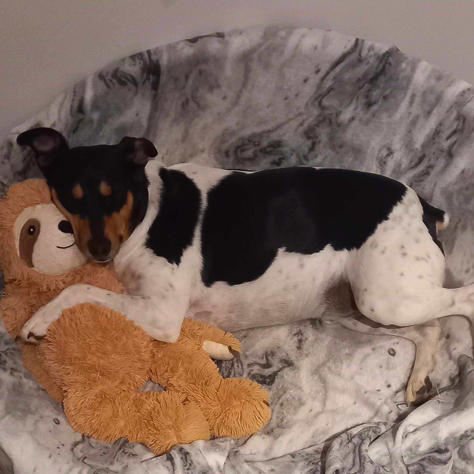 Roxy a rejoint le concours — aidez-le/la à gagner de superbes lots ! animal, ball, beagle, blanket, bostonbull, bulldog, canine, chihuahua, couch, dog, furniture, homedecor, hound, pet, puppy, sport, tennis, tennisball, terrier, toy