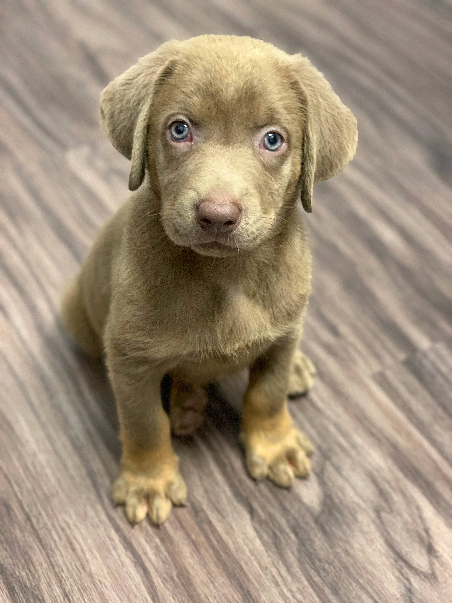 Titan is registered to the contest to win money with this photo: beagador, blue_lacy, canidae, carnivore, companion_dog, dog, dog_breed, fawn, labrador_retriever, liver, mammal, pointing_breed, puppy, retriever, snout, sporting_group, street_dog, vertebrate, weimaraner