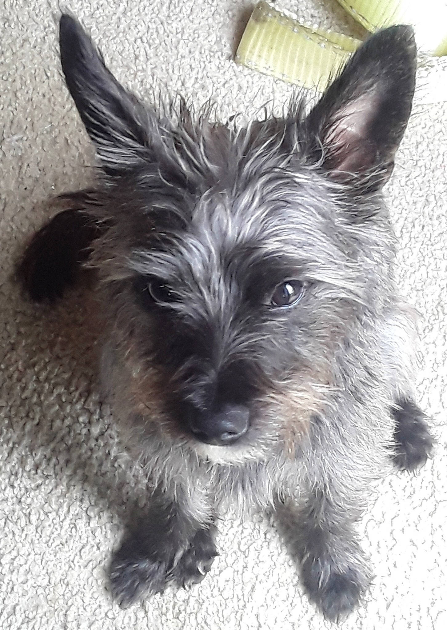 Bittsy joined the competition — help win amazing prizes! ancient_dog_breeds, biewer_terrier, canidae, carnivore, companion_dog, dog, dog_breed, dog_supply, electric_blue, eye, fur, hair, head, small_terrier, snout, sporting_group, terrestrial_animal, terrier, toy_dog, working_animal