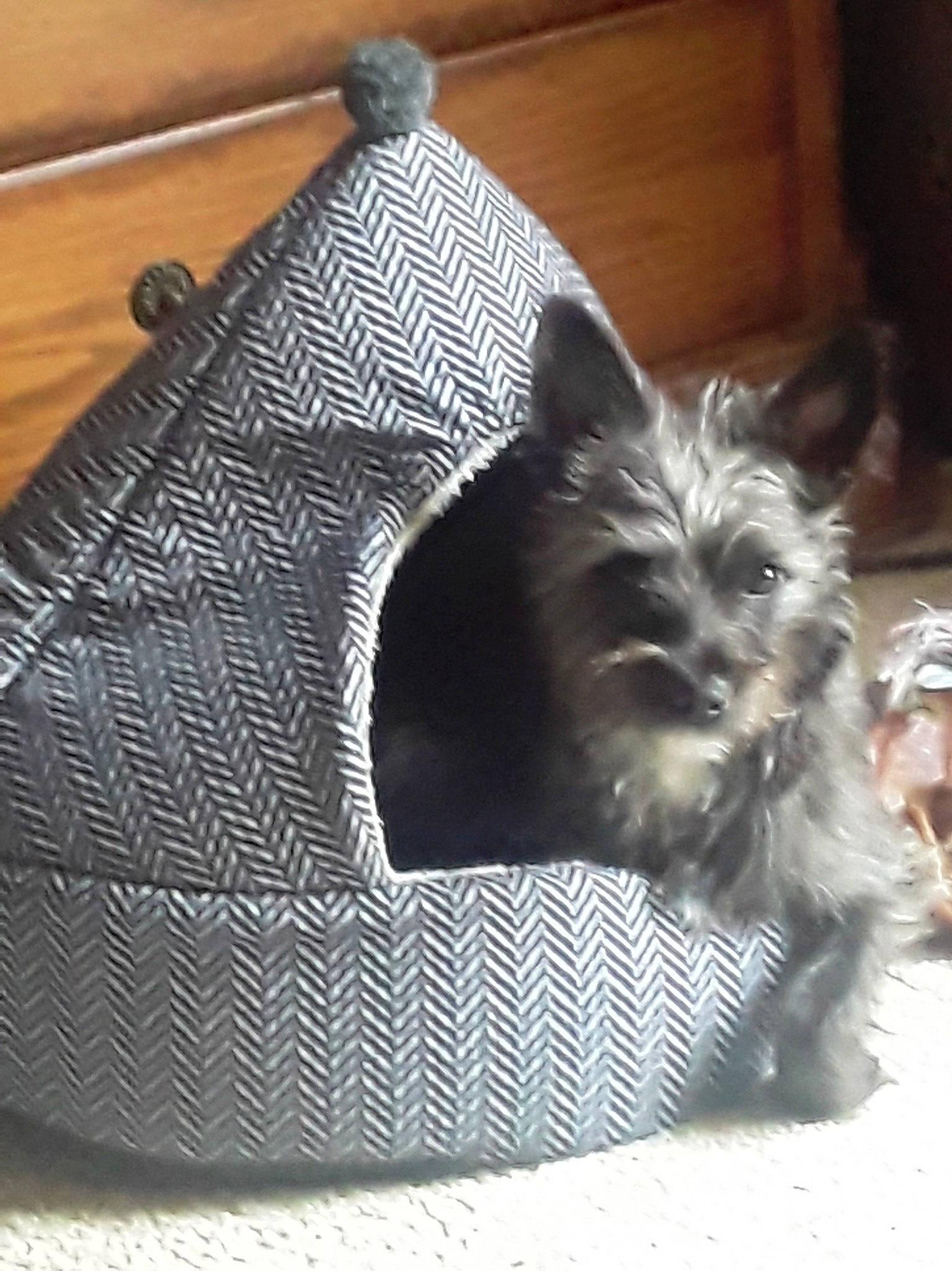 Bittsy is registered to the contest to win money with this photo: bag, canidae, carnivore, comfort, companion_dog, dog, dog_breed, dog_supply, grey, home_accessories, non_sporting_group, small_terrier, snout, sporting_group, toy_dog, wood, working_animal