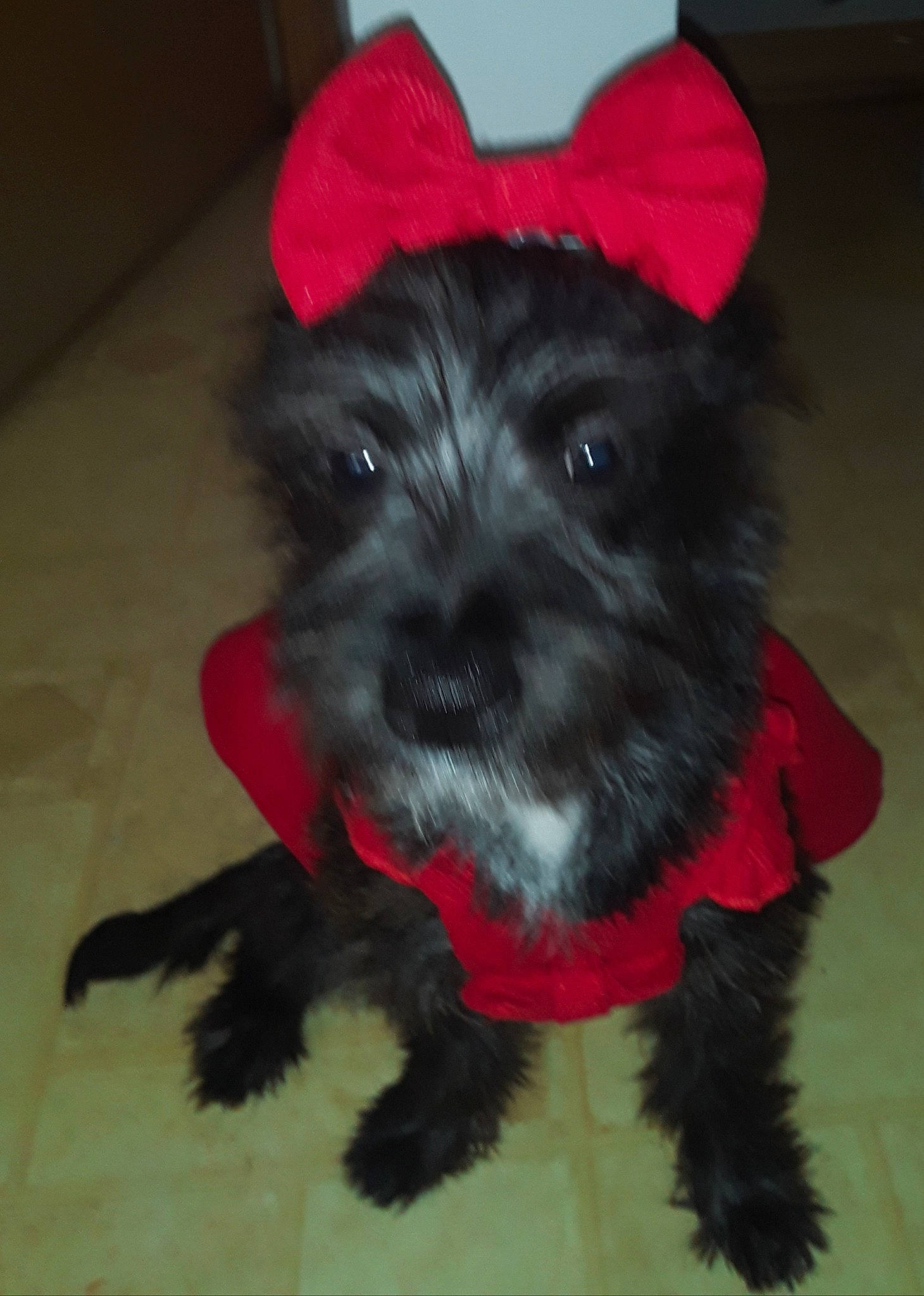 Bittsy is registered to the contest to win money with this photo: canidae, carmine, carnivore, companion_dog, coquelicot, dog, dog_breed, dog_supply, fashion_accessory, fur, hat, non_sporting_group, small_terrier, snout, sporting_group, t_shirt, toy_dog, working_animal