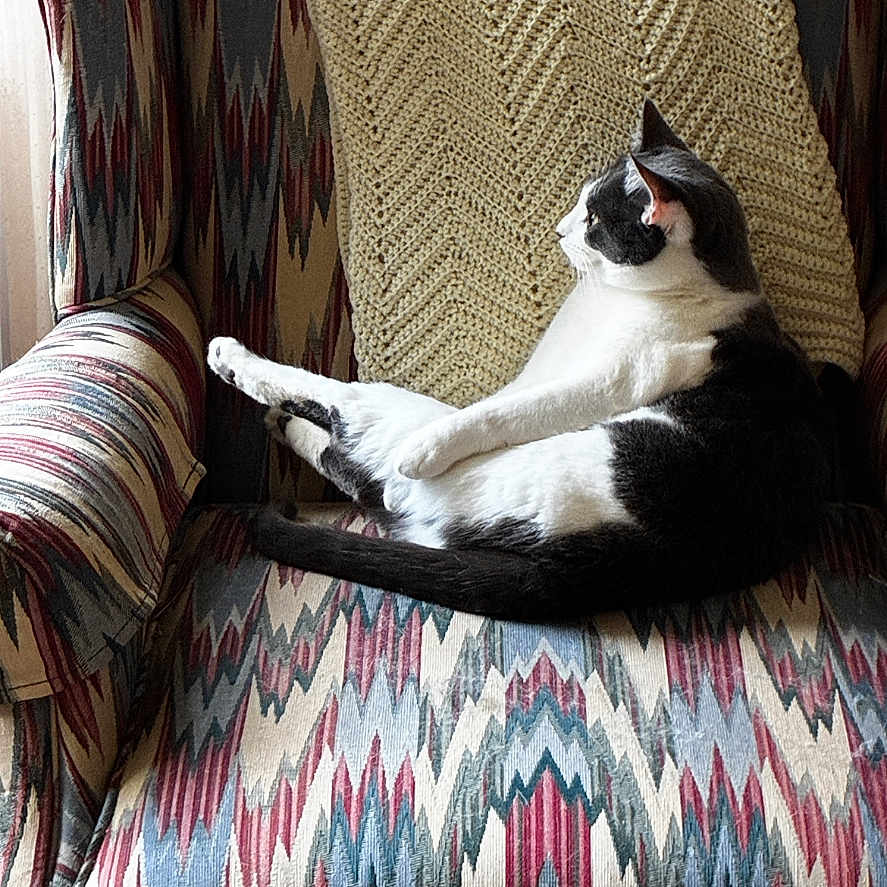 Molly joined the competition — help win amazing prizes! animal, architecture, armchair, building, cat, chair, couch, cushion, furniture, homedecor, indoors, interiordesign, kitten, linen, livingroom, person, pet, pillow, room, sleeping