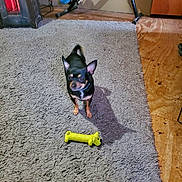 Chalito is registered to the contest to win money with this photo: dog, toy, carpet, indoor, heater, exercise_equipment, wooden_floor, small_dog, black_dog, tan_dog, pet_toy, floor, shadow, blur, playful, animal, domestic, household, room, furniture