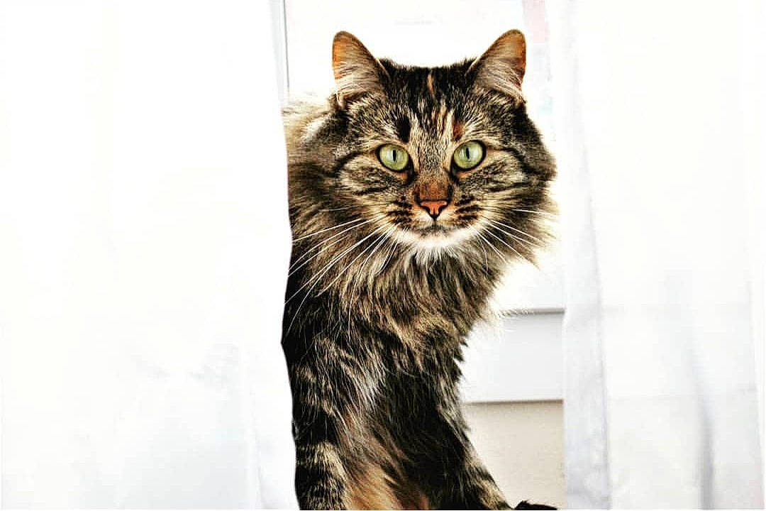 Emmy a rejoint le concours — aidez-le/la à gagner de superbes lots ! american_bobtail, american_shorthair, american_wirehair, asian, carnivore, cat, domestic_short_haired_cat, dragon_li, european_shorthair, felidae, fur, kitten, maine_coon, mammal, norwegian_forest_cat, siberian, small_to_medium_sized_cats, tabby_cat, whiskers, wild_cat