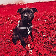 Adès participe au concours pour gagner de l'argent avec cette photo : animal, black_dog, closeup, clover, curious, cute, dog, field, flowers, grass, harness, leaf, nature, outdoor, pet, plant, puppy, sitting, small_flowers, young_dog