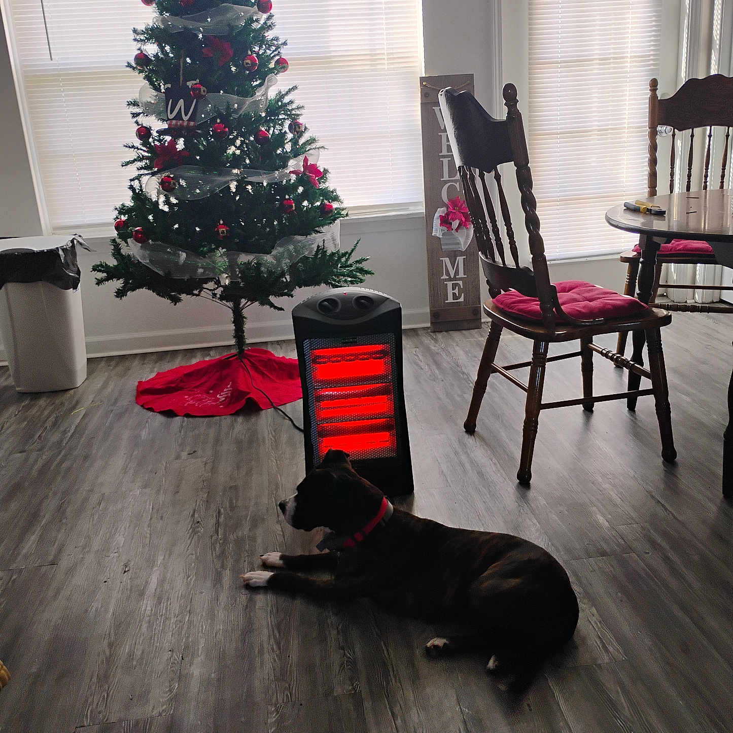 Bella is registered to the contest to win money with this photo: animal, architecture, building, canine, chair, christmas, christmasdecorations, christmastree, dog, festival, fir, furniture, hardwood, indoors, livingroom, pet, plant, room, tree, wood