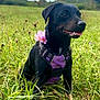 animal, black_dog, clouds, collar, daytime, dog, field, flower, grass, greenery, happy, nature, outdoor, pet, pink_flower, purple_harness, sitting, sky, summer, tongue_out