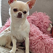 Ulyss participe au concours pour gagner de l'argent avec cette photo : dog, chihuahua, small_dog, pet, cute, sitting, ears, fur, indoor, couch, pink_cushion, textured_surface, beige, curious, animal, companion, domestic, portrait, furniture, cozy