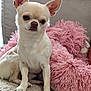dog, chihuahua, small_dog, pet, cute, sitting, ears, fur, indoor, couch, pink_cushion, textured_surface, beige, curious, animal, companion, domestic, portrait, furniture, cozy