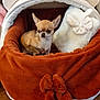 Una participe au concours pour gagner de l'argent avec cette photo : chihuahua, dog, pet_bed, plush, cozy, brown, white, small_dog, indoor, cushion, furry, blanket, wooden_floor, animal, cute, ears, resting, comfort, household, domestic