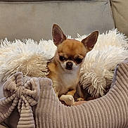Una a rejoint le concours — aidez-le/la à gagner de superbes lots ! dog, chihuahua, small_dog, pet, cushion, pillow, furniture, indoor, cozy, brown_dog, cute, sitting, resting, decor, fabric, home, soft, animal, companion, relaxing