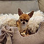 dog, chihuahua, small_dog, pet, cushion, pillow, furniture, indoor, cozy, brown_dog, cute, sitting, resting, decor, fabric, home, soft, animal, companion, relaxing