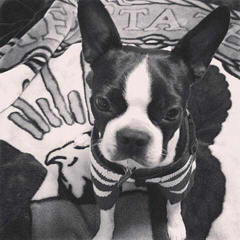 Finnegan is registered to the contest to win money with this photo: