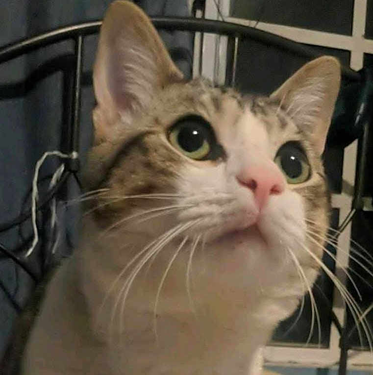 Larry is registered to the contest to win money with this photo: cat, close_up, pet, animal, whiskers, ears, nose, indoor, bed_frame, window, curious, feline, fur, portrait, looking_up, domestic_cat, tabby, white, brown, face