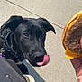Koda joined the competition — help win amazing prizes! dog, black_dog, tongue, licking, cheeseburger, burger, food, hand, leash, outdoor, sidewalk, concrete, collar, clothing, person, casual, pet, animal, waiting, curious