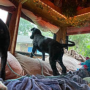 Koda is registered to the contest to win money with this photo: dog, black_dog, blanket, cushion, window, indoor, leash, toy, plush_toy, wooden_wall, curtains, plants, greenery, cozy, pet, animal, furniture, home, relaxation, companion