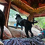 dog, black_dog, blanket, cushion, window, indoor, leash, toy, plush_toy, wooden_wall, curtains, plants, greenery, cozy, pet, animal, furniture, home, relaxation, companion