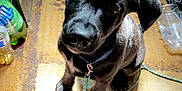 Koda is registered to the contest to win money with this photo: puppy, dog, black_dog, leash, floor, carpet, bare_feet, bottle, plastic_bottle, soda_bottle, indoor, pet, animal, curious, looking_up, young_dog, playful, clutter, home, cute