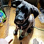 puppy, dog, black_dog, leash, floor, carpet, bare_feet, bottle, plastic_bottle, soda_bottle, indoor, pet, animal, curious, looking_up, young_dog, playful, clutter, home, cute