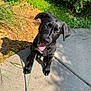 Koda joined the competition — help win amazing prizes! dog, puppy, black_dog, sitting, sidewalk, sunlight, grass, mulch, leash, outdoor, tongue_out, cute, pet, nature, happy, head_tilt, canine, young_dog, garden, playful
