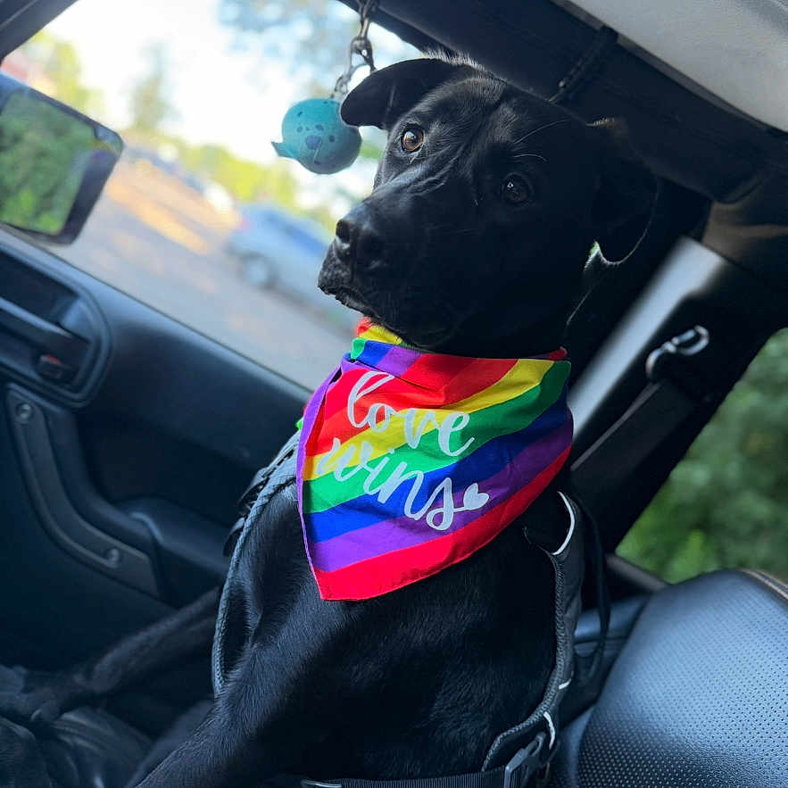 Koda is registered to the contest to win money with this photo: alert, animal, bandana, black_dog, car_interior, companion, cute, daylight, dog, harness, leash, love_wins, outdoor_view, pet, portrait, rainbow_colors, seat, side_view, sitting, window