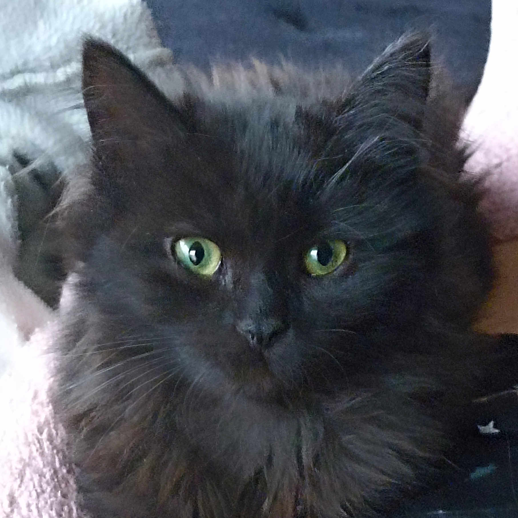 Cruella participe au concours pour gagner de l'argent avec cette photo : alert, animal, black_cat, cat, close_up, cozy, cute, domestic_cat, face, feline, fluffy, fur, green_eyes, indoor, pet, pink_blanket, portrait, resting, soft_texture, whiskers