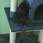 Cruella participe au concours pour gagner de l'argent avec cette photo : cat, cat_tree, scratching_post, furniture, indoor, pet, fluffy_cat, dark_fur, platform, home, animal, resting, cute, feline, black_cat, corner, soft_texture, floor, wall, quiet