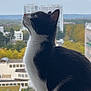 cat, tuxedo_cat, window, windowsill, cityscape, buildings, outdoor, sky, daylight, animal, pet, curious, black_and_white, whiskers, fur, nature, urban, tree, autumn, profile