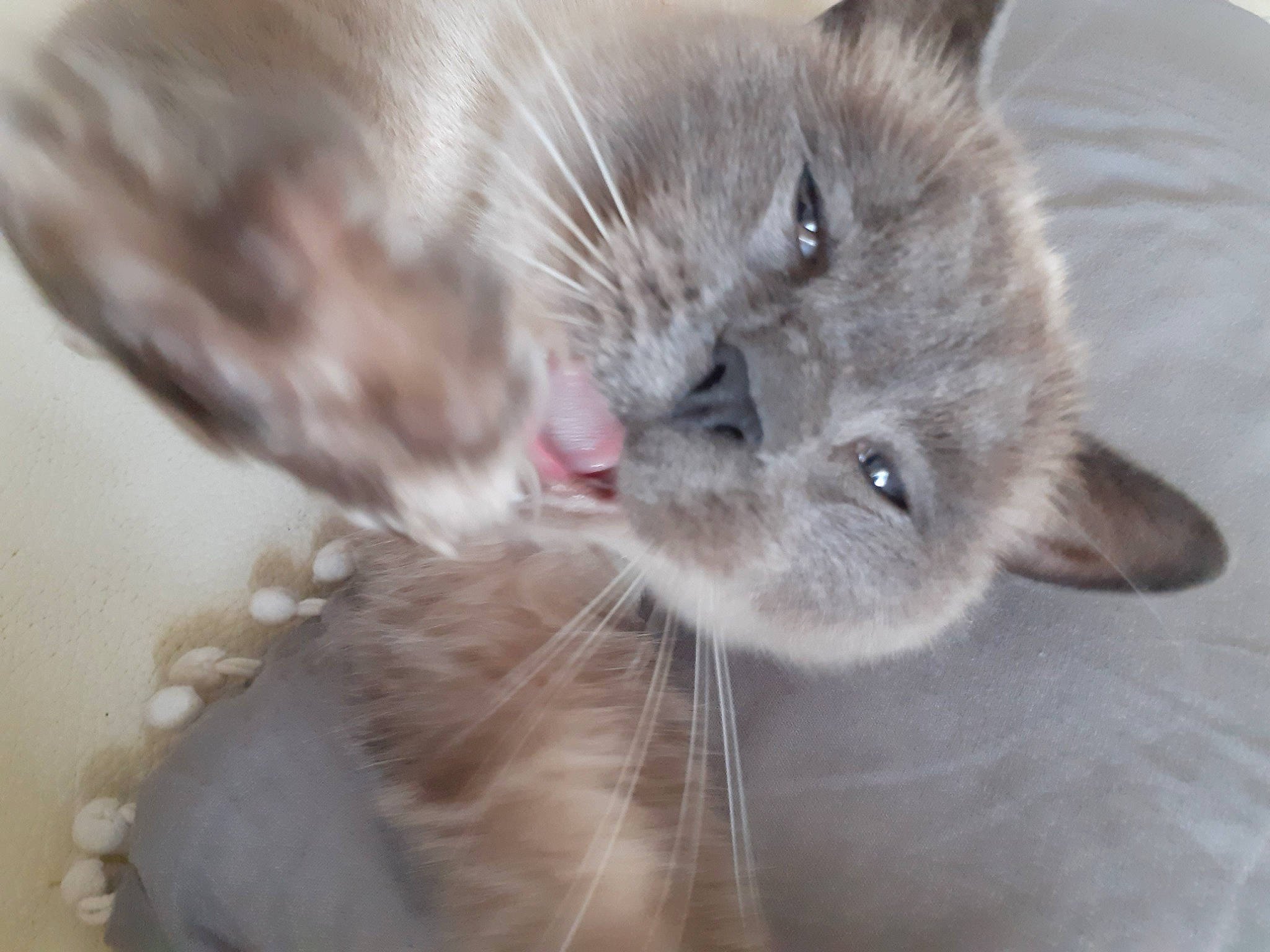 Kitkat a rejoint le concours — aidez-le/la à gagner de superbes lots ! asian, carnivore, cat, close_up, domestic_short_haired_cat, ear, european_shorthair, fawn, felidae, fur, kitten, mammal, munchkin, nebelung, ojos_azules, polydactyl_cat, ragamuffin, small_to_medium_sized_cats, snout, whiskers