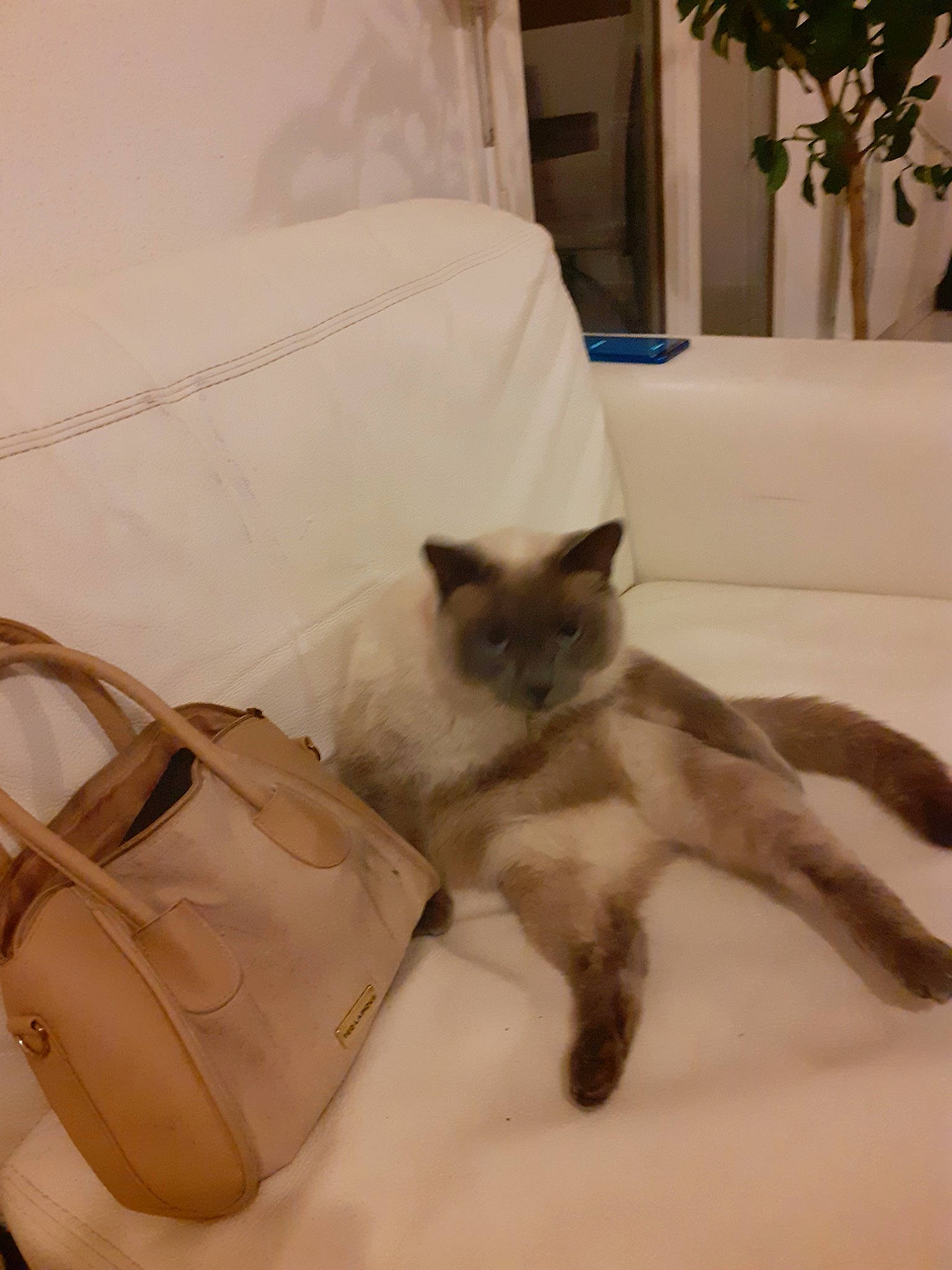 Kitkat participe au concours pour gagner de l'argent avec cette photo : asian, balinese, birman, burmese, carnivore, cat, colorpoint_shorthair, fawn, felidae, himalayan, mammal, ragdoll, siamese, small_to_medium_sized_cats, tail, thai, tonkinese, vertebrate, whiskers