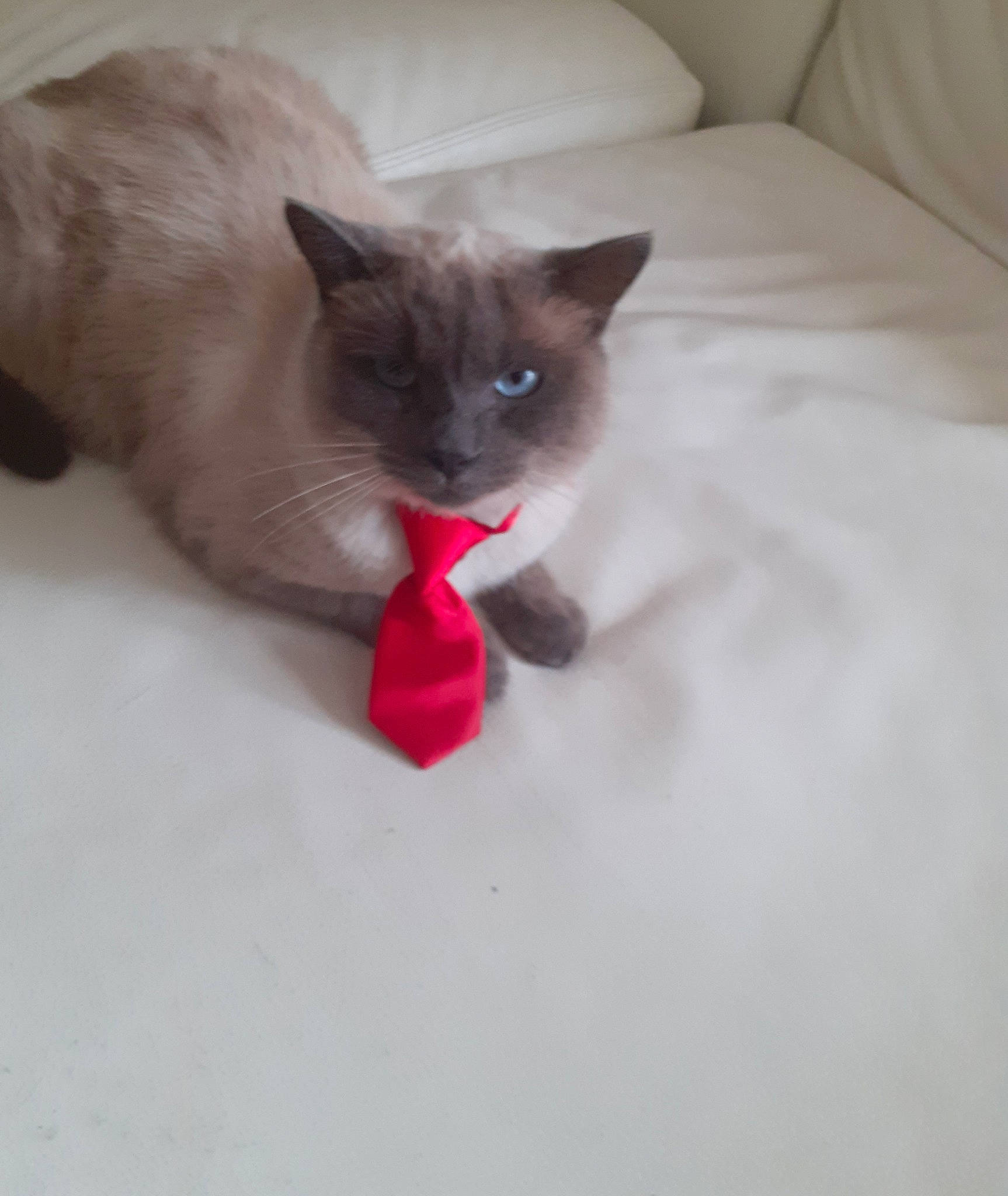 Kitkat participe au concours pour gagner de l'argent avec cette photo : balinese, birman, burmese, carnivore, cat, colorpoint_shorthair, eye, felidae, himalayan, kitten, mammal, ragdoll, siamese, small_to_medium_sized_cats, snout, snowshoe, thai, tonkinese, vertebrate, whiskers