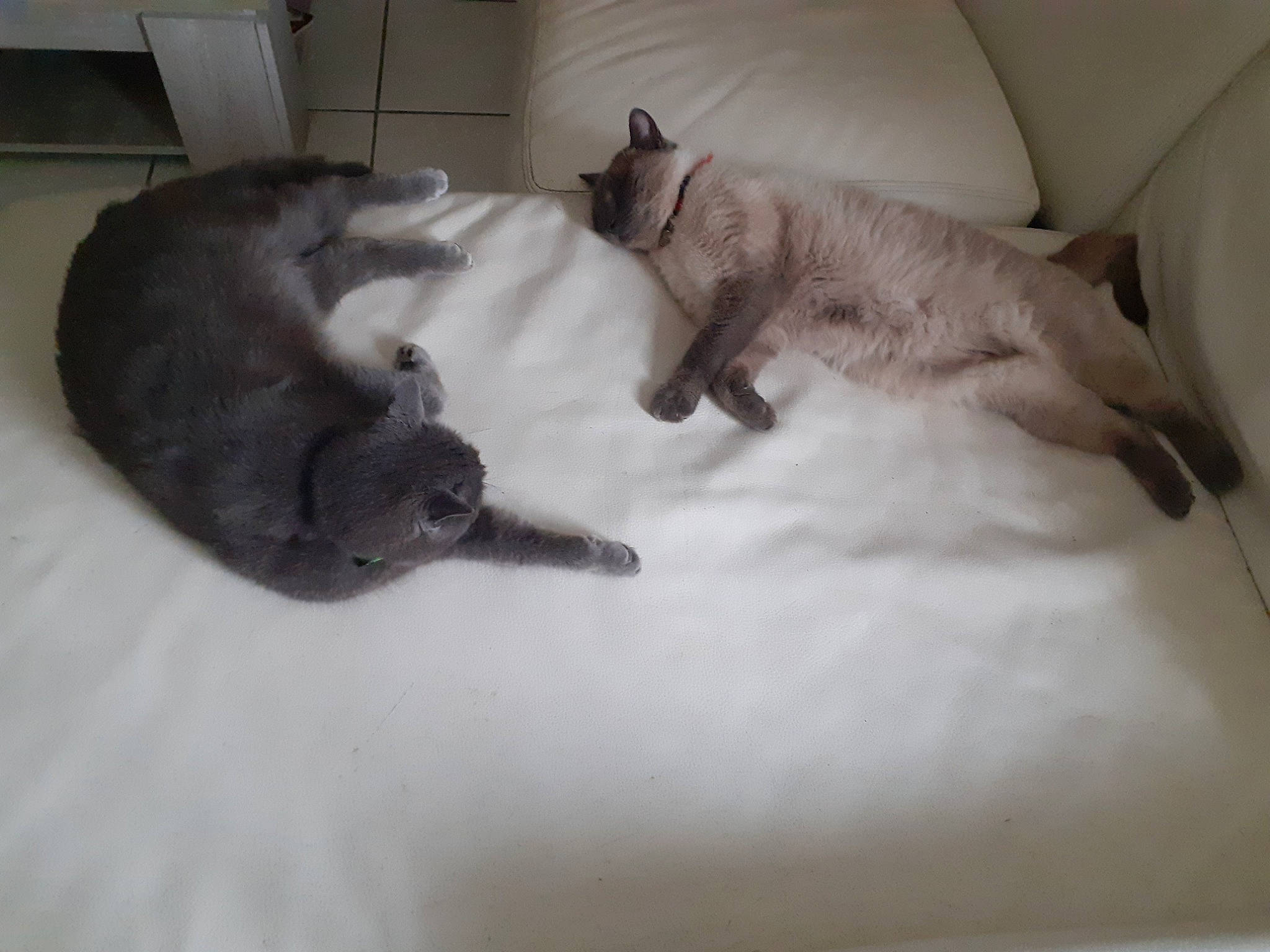 Kitkat a rejoint le concours — aidez-le/la à gagner de superbes lots ! balinese, burmese, carnivore, cat, felidae, kitten, mammal, nap, paw, russian_blue, small_to_medium_sized_cats, tail, thai, tonkinese, whiskers