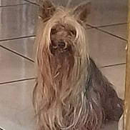 Lipton a rejoint le concours — aidez-le/la à gagner de superbes lots ! dog, small_dog, long_hair, silky_hair, floor, tile_floor, indoor, pet, animal, brown_color, blurry, sitting, fur, ears, cute, companion, domestic_animal, quiet, calm, portrait