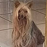 dog, small_dog, long_hair, silky_hair, floor, tile_floor, indoor, pet, animal, brown_color, blurry, sitting, fur, ears, cute, companion, domestic_animal, quiet, calm, portrait