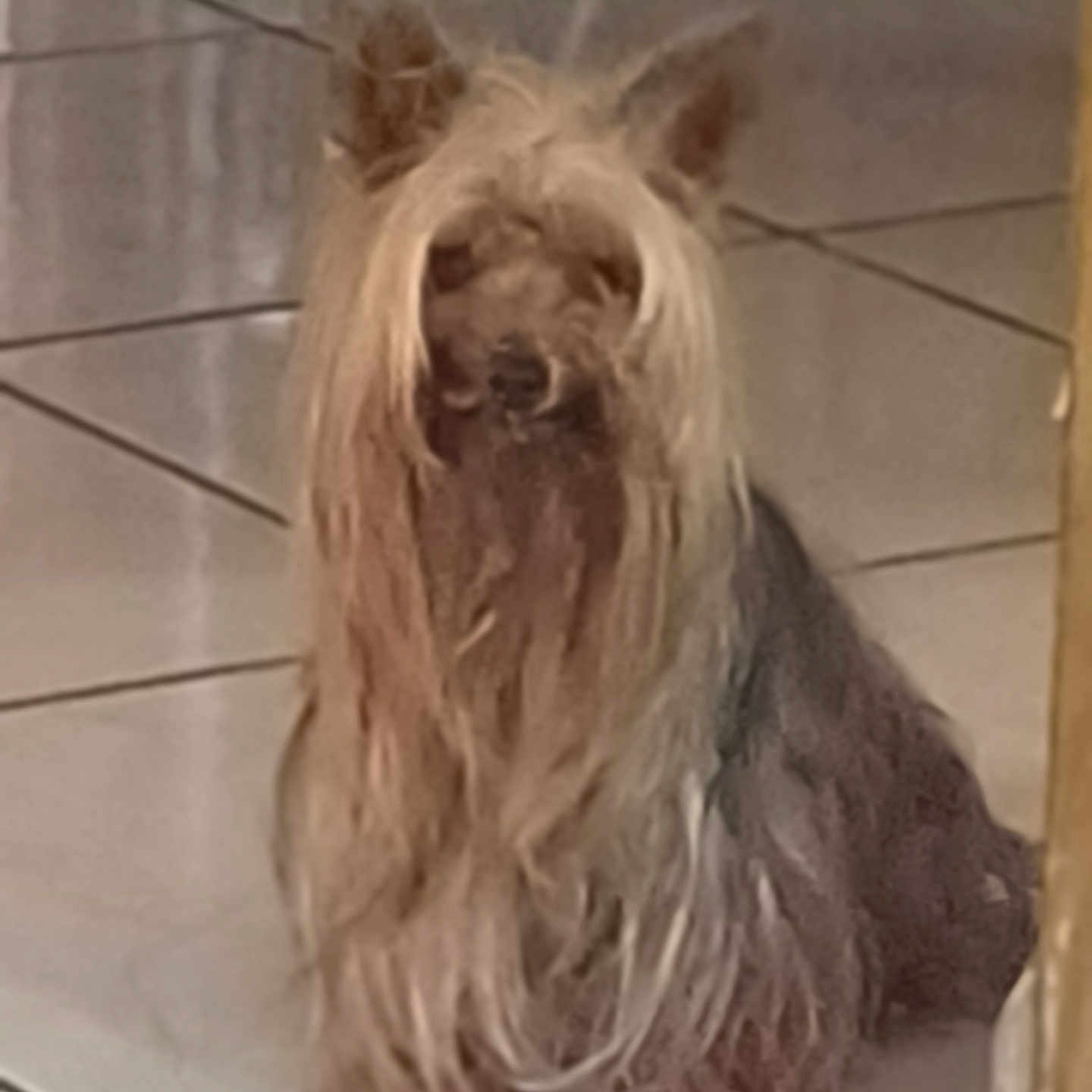 Lipton a rejoint le concours — aidez-le/la à gagner de superbes lots ! dog, small_dog, long_hair, silky_hair, floor, tile_floor, indoor, pet, animal, brown_color, blurry, sitting, fur, ears, cute, companion, domestic_animal, quiet, calm, portrait