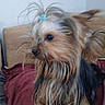 dog, small_dog, long_hair, hair_tie, maroon_blanket, couch, indoor, pet, curious, side_view, furry, brown, black, tan, animal, companion, cute, domestic, portrait, furniture