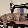 animal, cat, close_up, cozy, domestic_animal, feline, fur, furniture, home, indoor, machine, pet, pink, quiet, relaxation, resting, sewing_machine, sleeping, table, vintage