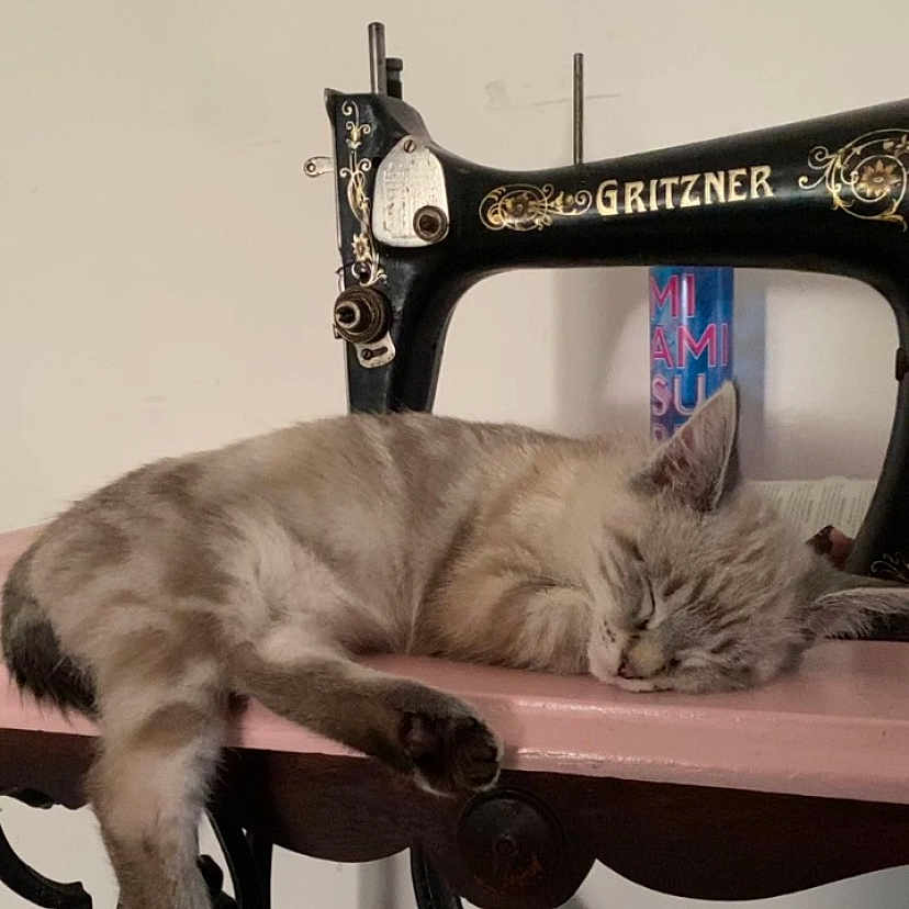 Pitchounette a rejoint le concours — aidez-le/la à gagner de superbes lots ! animal, cat, close_up, cozy, domestic_animal, feline, fur, furniture, home, indoor, machine, pet, pink, quiet, relaxation, resting, sewing_machine, sleeping, table, vintage