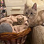 Pitchounette a rejoint le concours — aidez-le/la à gagner de superbes lots ! animal, basket, blanket, cat, closeup, cozy, curious, cushion, cute, domestic, ears, feline, furniture, home, indoor, kitten, pet, resting, soft, whiskers
