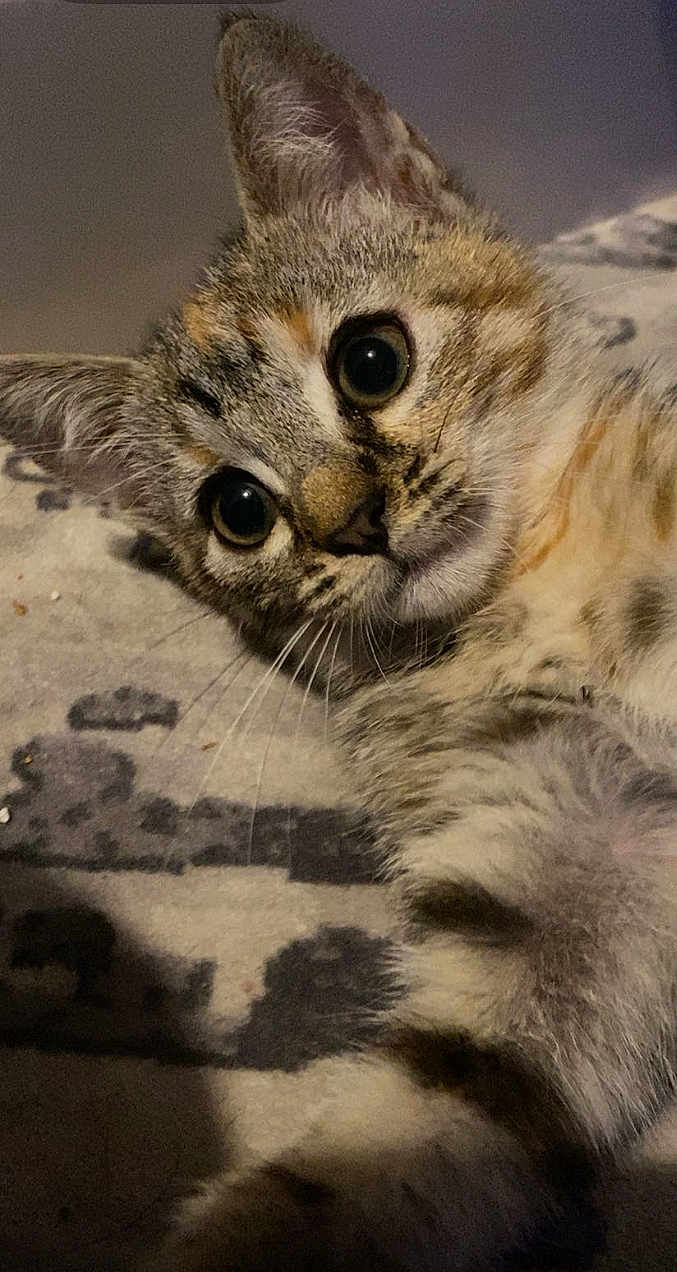 Mochy