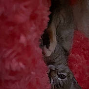 Mochy participe au concours pour gagner de l'argent avec cette photo : cat, kitten, paw, fur, blanket, red, cozy, soft, indoor, pet, animal, curious, peeking, resting, feline, cute, snug, warm, closeup, hidden
