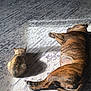 cat, dog, carpet, sunlight, indoor, animal, pet, resting, sleeping, relaxing, brindle, small_cat, large_dog, shadow, cozy, companion, floor, patterned, side_by_side, domestic