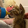kitten, cat, bottle, feeding, blanket, knitted_blanket, indoor, soft_toy, teddy_bear, close_up, pet, animal, young, cute, cozy, hand, person, furniture, home, warm
