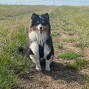 Yuki a rejoint le concours — aidez-le/la à gagner de superbes lots ! dog, animal, outdoor, grass, path, happy, pet, nature, sunlight, tricolor, fur, canine, sitting, smiling, field, sky, daytime, portrait, muzzle, ears